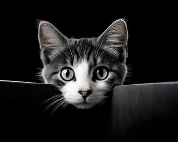 Curiosity killed the cat