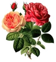 19th Century Botanical Illustration