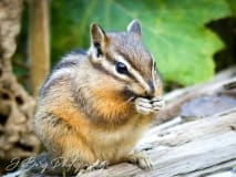 Close-up of Chipmunk