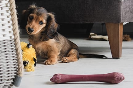 dachshund-puppy