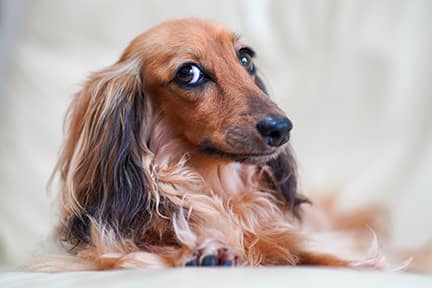 dachshund